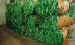Plastic PET strapping